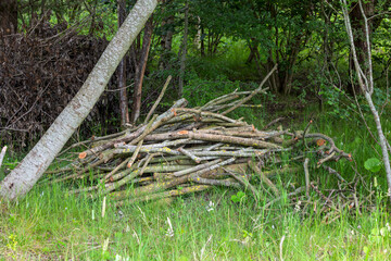 Pile of Cut Branches on Ground in a Woodland Clearing