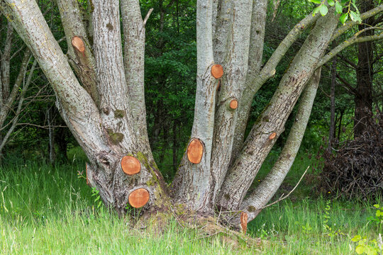 Woodland Tree with Freshly Pruned Lower Branches