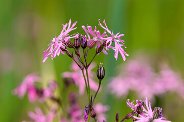 Pink Ragged Robin Wildflower with Buttercups in Background of Summer Meadow