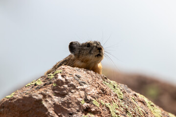 An American Pika in Utah