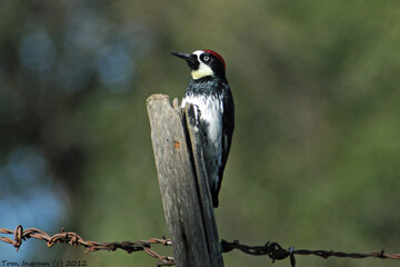 Acorn Woodpecker (Melanerpes formicivorus)