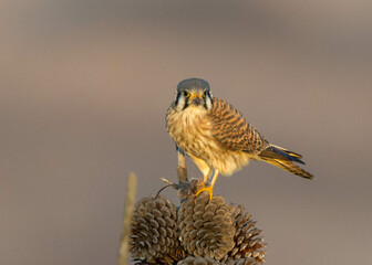 American Kestrel (Falco sparverius) 