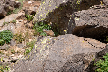 An American Pika in Utah