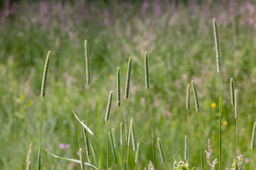Timothy Grass Flower Heads in a Summer Meadow