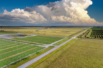 Aerial view of green farm fields in summer season with growing crops. Farming and agriculture...