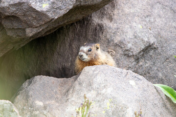A Yellow-bellied Marmot Marmota flaviventris in Utah