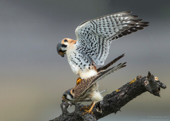 American Kestrel (Falco sparverius), copulation, Coyote Hills, Regional Park, California