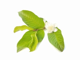 Guava leaves and flower isolated on white background 