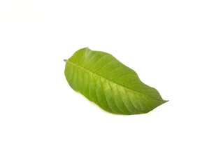 Guava leaf isolated on white background 