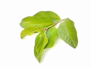 Guava leaves isolated on white background 