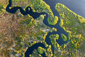Florida wetlands nature. Tropical vegetation in southern USA