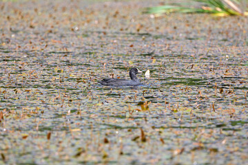 Black Eurasian Coot Foraging on a Weed Cogged Lake