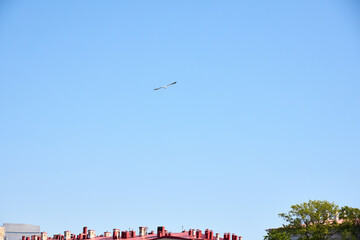 A magnificent bird soaring gracefully in flight above the rooftops against a clear blue sky