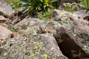 An American Pika in Utah