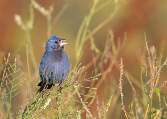 Blue Grosbeak (Passerina caerulea) taken in Northern California 