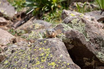 An American Pika in Utah