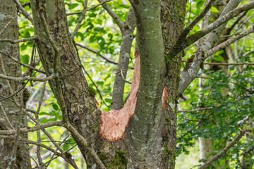 Tree Bark Stripped by Deer in a Woodland Setting