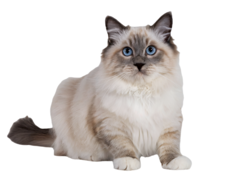 Adorable ragdoll cat with beautiful blue eyes sitting pet pet on transparent background