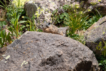 An American Pika in Utah