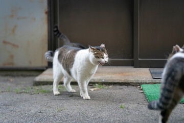 威嚇する猫