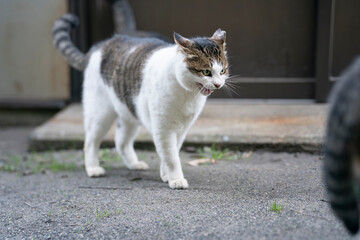 威嚇する猫