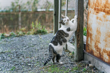 爪を研ぐ猫