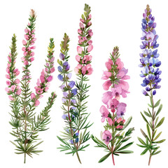 Watercolor Lupine Flowers. Botanical Illustration With Floral Elements.