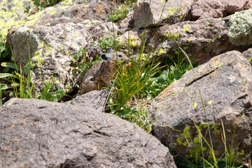 An American Pika in Utah