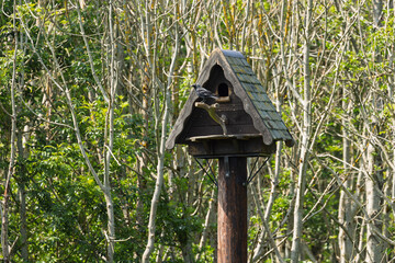 Wild Jackdaw Perched on a Rustic Woodland Birdhouse