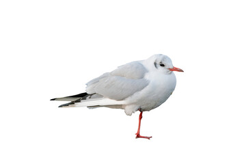 立っているユリカモメ 透過png