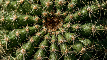 Fototapeta premium Vibrant green cactus glowing in sunlight