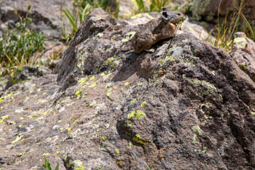 An American Pika in Utah