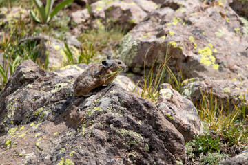 An American Pika in Utah