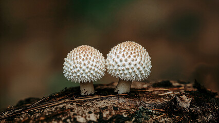 Closeup of two textured off white mushrooms on a log