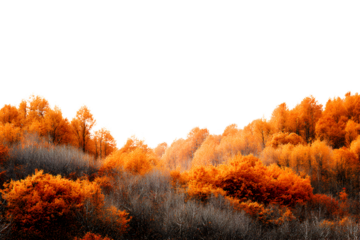 Autumn forest with vibrant orange and red foliage isolated on transparent background