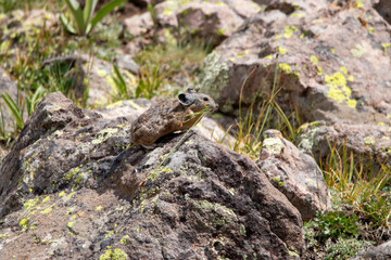 An American Pika in Utah