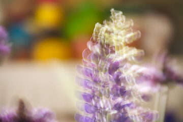 Dreamy, blurred image of purple lupine flowers in soft focus with pastel colors.
