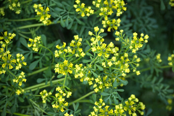 This close-up shot showcases the vibrant yellow flowers and lush green foliage of rue.