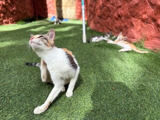A calico kitten scratching the back of its neck with its hind leg