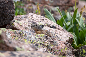 An American Pika in Utah