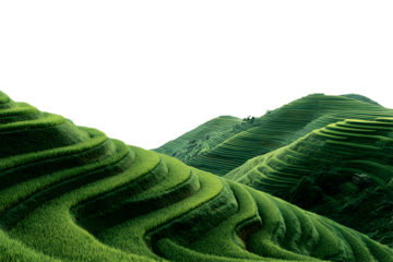 Beautiful terraced rice fields on rolling hills with lush green vegetation isolated on transparent background