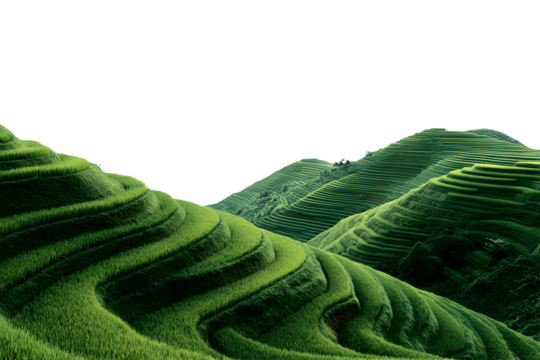 Beautiful terraced rice fields on rolling hills with lush green vegetation isolated on transparent background