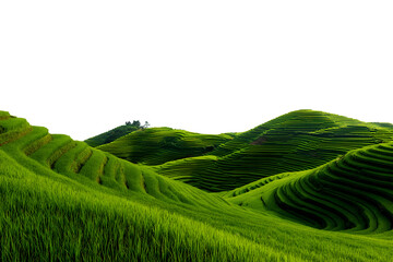 Beautiful terraced rice fields on rolling hills with lush green vegetation isolated on transparent background