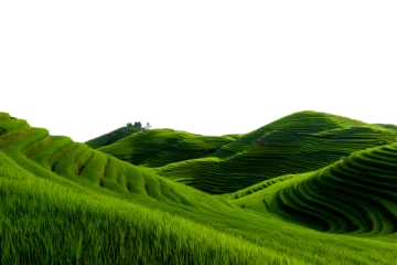 Foto auf Acrylglas Reisfelder Beautiful terraced rice fields on rolling hills with lush green vegetation isolated on transparent background  © boxstock production