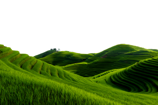 Beautiful terraced rice fields on rolling hills with lush green vegetation isolated on transparent background