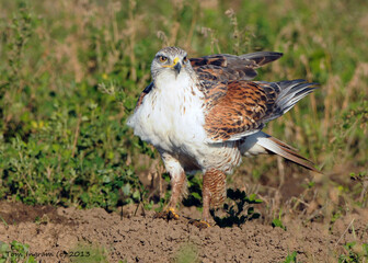 Ferruginous Hawk (Buteo regalis)