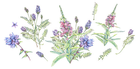 Watercolor set with bouquet fireweed and blue bell flower isolated on white background. Summer pink wildflower for wedding celebration card. Botanical meadow art for tea and wallpaper or health book