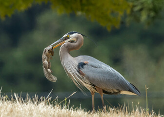 Great Blue Heron (Ardea herodias) with California ground squirrel (Otospermophilus beecheyi) taken...