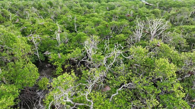Sunda fruit bats, Acerodon mackloti, live in a massive colony on an island covered by mangrove forest near Adonara. Each night the bats migrate from the mangrove to a nearby island to feed.