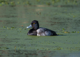 Lesser Scaup (Aythya affinis), Arcata Marsh, California